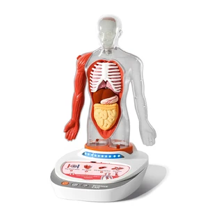 STEM game Human Anatomy, TopBright