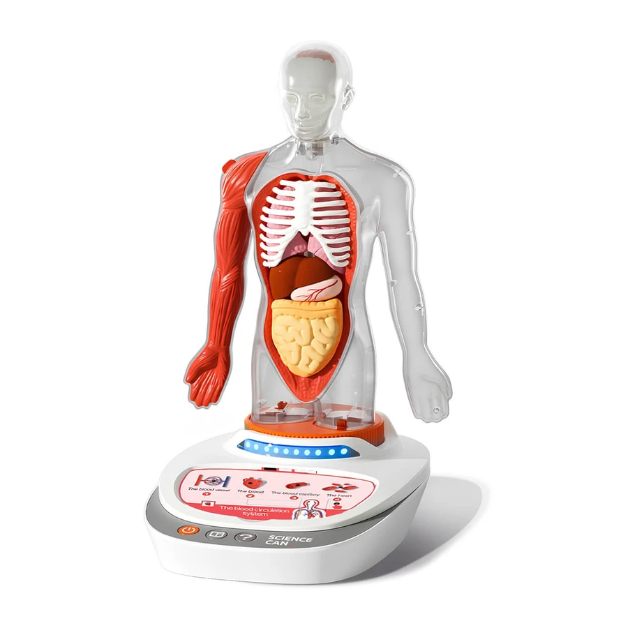 STEM game Human Anatomy, TopBright