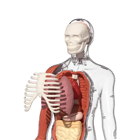 STEM game Human Anatomy, TopBright