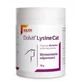 Dolvit Kat Lysine 70 g