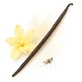 Green Touch Vanille Bourbon Madagaskar 14-16 cm 1 stuk.