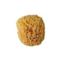 BEAUTY SPRING Natural Bathroom Sponge Medium in Brown Color