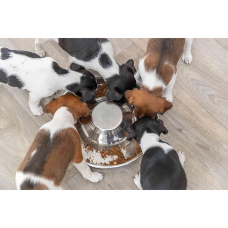 TRIXIE Puppy Bowl, cuenco para perros, redondo, acero inoxidable, plata, M-L(1,4l, ⌀29cm)