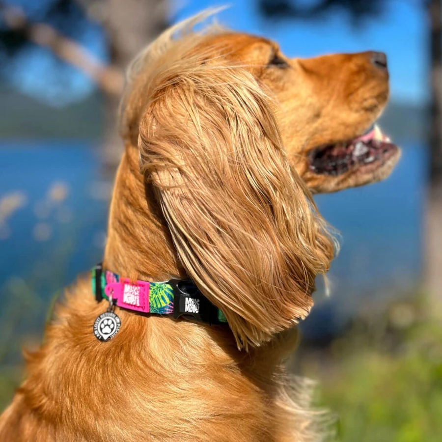 MAX & MOLLY Smart ID Tropical, Hundehalsband, verstellbar, Polyester, multicolor grün, Dreizackschnalle, M(34-55 x 2cm)