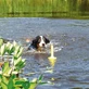 TRIXIE, MOT-Aqua, juguete flotante para perros, poliuretano, 29cm, amarillo