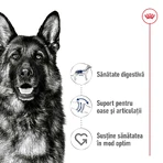 ROYAL CANIN Maxi Adult, Trockenfutter für Hunde, 3kg