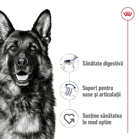 ROYAL CANIN Maxi Adult, Trockenfutter für Hunde, 3kg