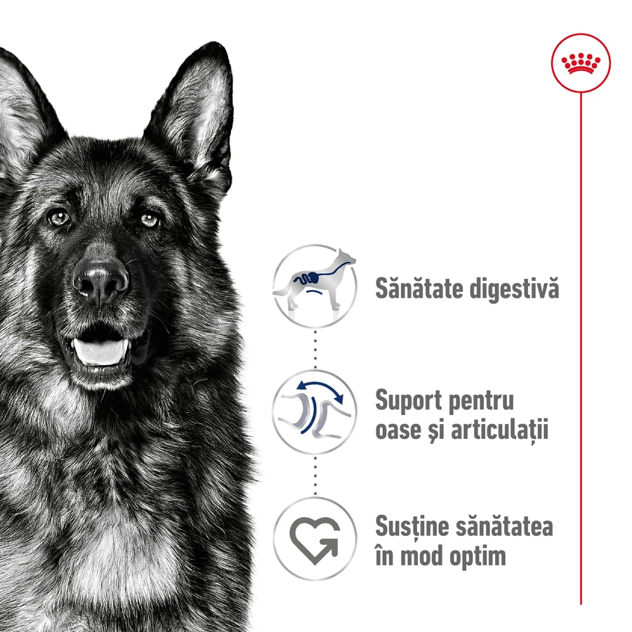 ROYAL CANIN Maxi Adult, Trockenfutter für Hunde, 3kg