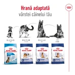 ROYAL CANIN Maxi Adult, Trockenfutter für Hunde, 3kg