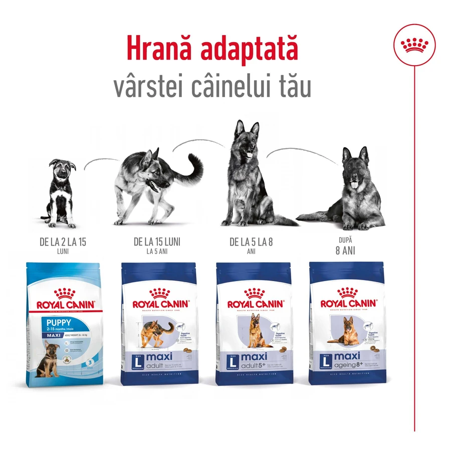 ROYAL CANIN Maxi Adult, Trockenfutter für Hunde, 3kg