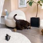DISTRICT 70 Cat Toys, Gift Box, 3 pieces