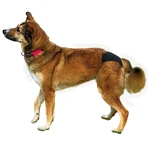 Trixie Onderbroek voor Honden 60-70 cm XL 60-70 cm