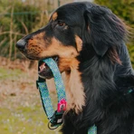 MAX & MOLLY Smart ID Retro Blue, Hundehalsband, verstellbar, Polyester, blau, Dreizackschnalle, M(34-55 x 2cm)
