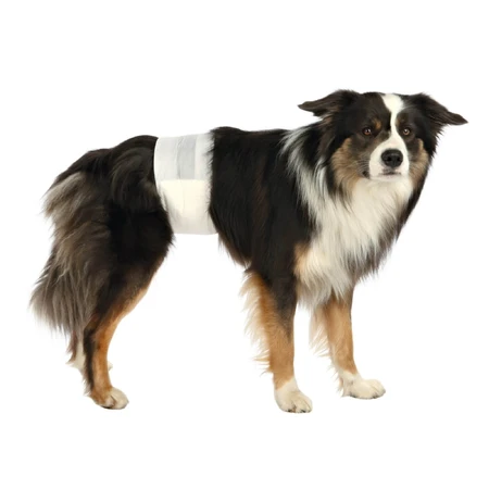 Pañales Trixie para perros machos, L-XL, 60-80 cm, 12 unidades