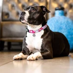 MAX & MOLLY Smart ID Cherry Bloom, dog collar, adjustable, polyester, blue and pink, trident buckle, XS(22-35 x 1cm)
