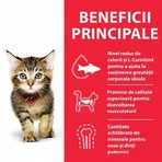 Hill's SP Feline Feline Kitten Chicken, 300 g