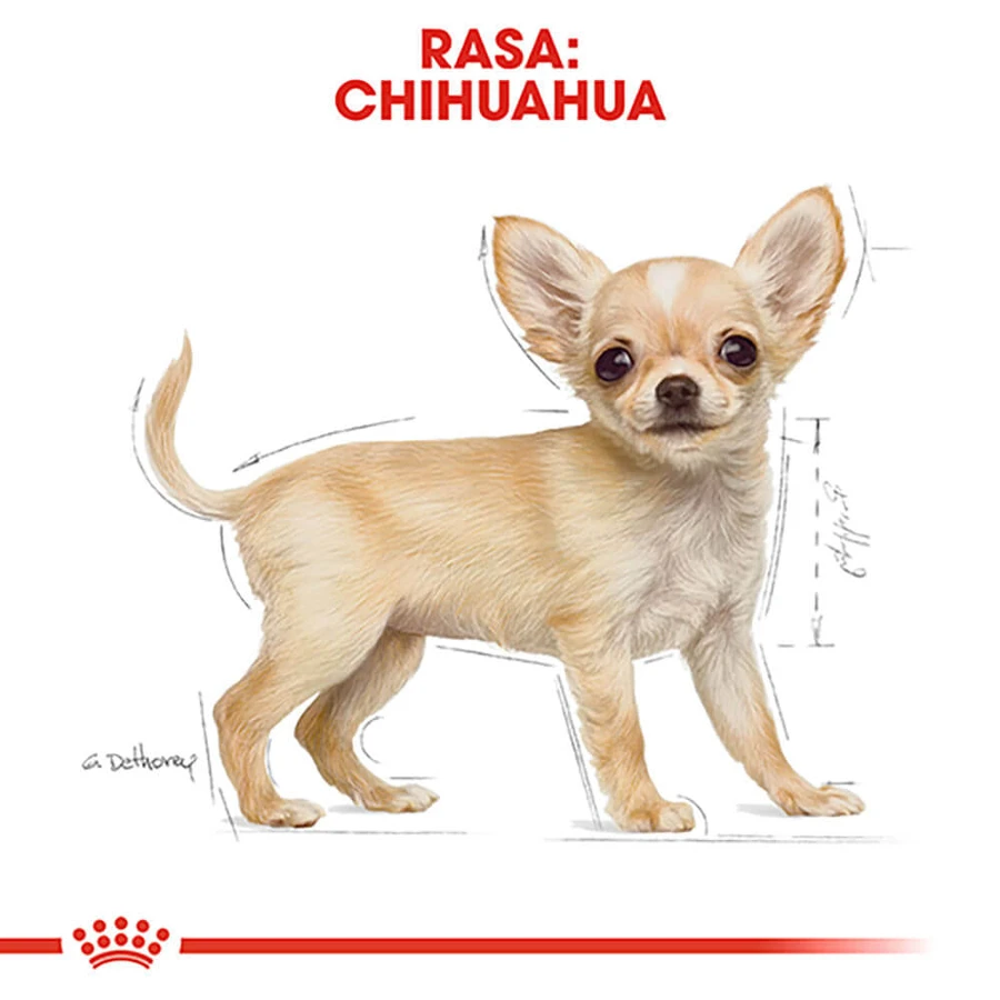 ROYAL CANIN Chiot Chihuahua, nourriture sèche pour chiens juniors, 1.5kg