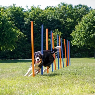 TRIXIE Agility Slalom, interactive dog toy, plastic, 115cm x 3cm, 12pcs, blue/orange