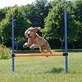 TRIXIE Agility Hindernis, hindernisspeeltje voor honden, plastic, 129cm x 115cm x 3cm, blauw met oranje