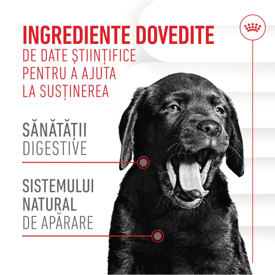 ROYAL CANIN Immunity & Digestion Chews Puppy Supplements, bolsita de recompensas funcionales para perros jóvenes, sistema inmunitario, sistema digestivo, 100g