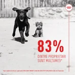 ROYAL CANIN Immunity & Digestion Chews Puppy Supplements, bolsita de recompensas funcionales para perros jóvenes, sistema inmunitario, sistema digestivo, 100g