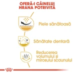 ROYAL CANIN Shih Tzu Adult, droog hondenvoer, 3kg