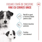 ROYAL CANIN Starter Mousse, Mama und Welpe, feuchtes Hundefutter in Dosen, (Mousse), 195g