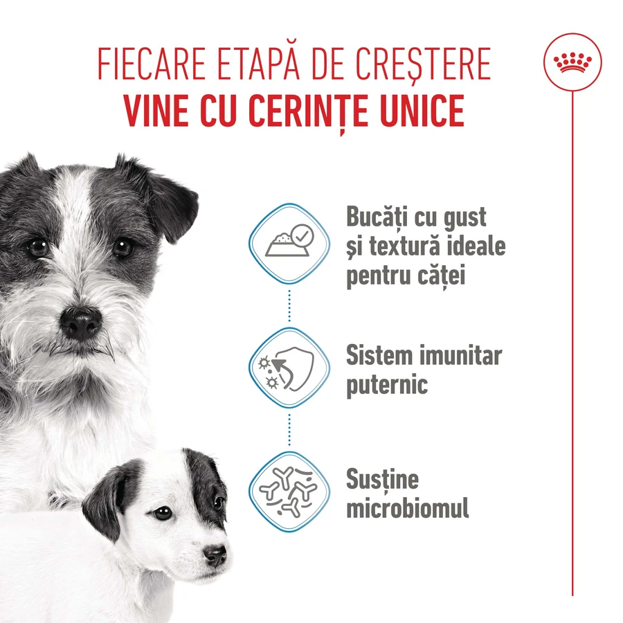 ROYAL CANIN Starter Mousse, Mama und Welpe, feuchtes Hundefutter in Dosen, (Mousse), 195g