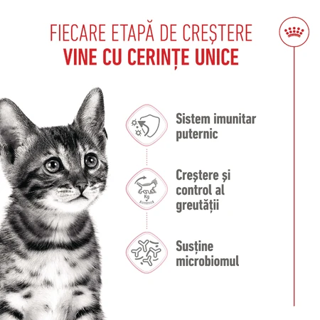 ROYAL CANIN Kitten Sterilized, alimento seco para gatos esterilizados junior, 2kg