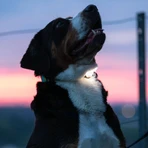MAX & MOLLY Matrix Ultra Led, accessorio di illuminazione per cani, nero