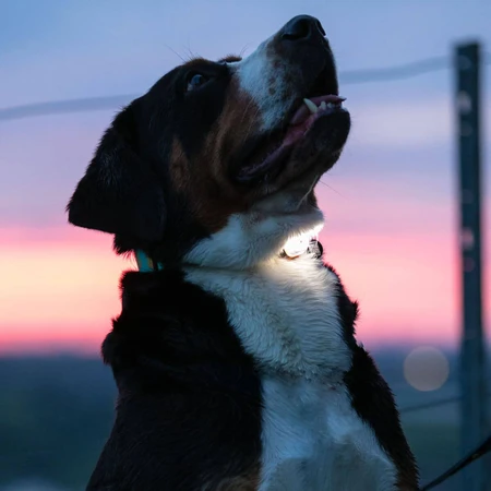 MAX & MOLLY Matrix Ultra Led, accessorio di illuminazione per cani, nero