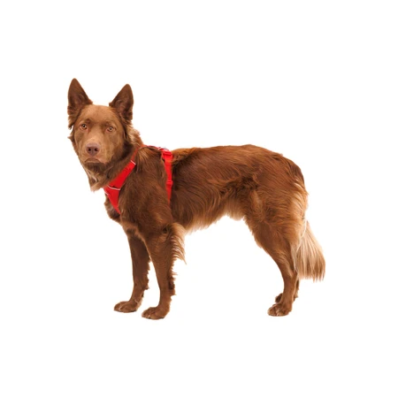 RUFFWEAR Front Rage Red Canyon, dubbel harnas (borst&rug) hondentraining, verstelbaar, reflecterend, rood, XS(43-56cm)