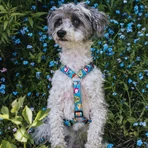 MAX & MOLLY Little Monsters, double harness (chest & back) for dogs, polyester, blue, trident buckle, S(43-53 x 1.5cm)