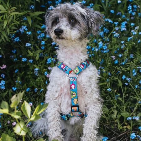 MAX & MOLLY Little Monsters, double harness (chest & back) for dogs, polyester, blue, trident buckle, S(43-53 x 1.5cm)
