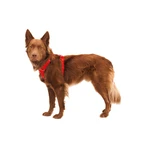 RUFFWEAR Front Rage Red Canyon, harnais double (poitrail et dos) dressage chien, réglable, réfléchissant, rouge, M(69-81cm)