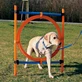 TRIXIE Anneau d'agilité, jouet d'obstacle pour chiens, plastique, 65cm, bleu avec orange