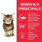Hill's SP Feline Feline Kitten Huhn, 3 kg