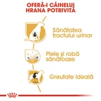 ROYAL CANIN Bichon Frise Adult, Trockenfutter für Hunde, 1,5 kg