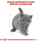 ROYAL CANIN Brits Korthaar Kitten, droogvoer voor jonge katten, 2kg