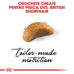 ROYAL CANIN Brits Korthaar Kitten, droogvoer voor jonge katten, 2kg
