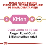 ROYAL CANIN Brits Korthaar Kitten, droogvoer voor jonge katten, 2kg