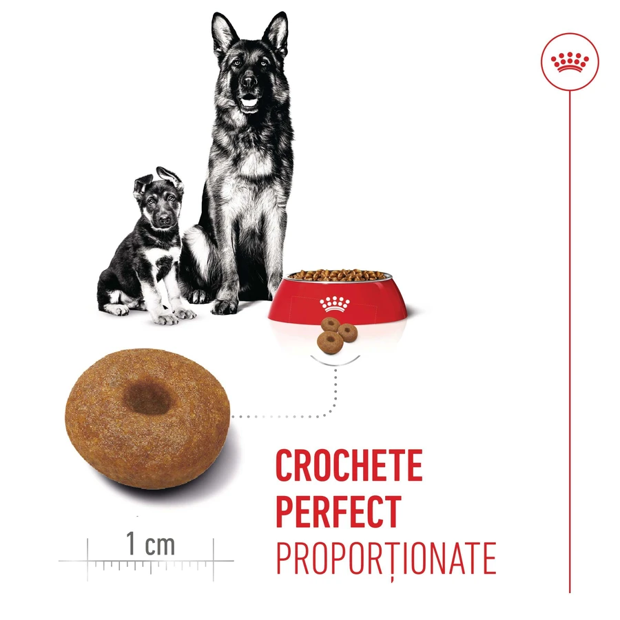 ROYAL CANIN Maxi Starter Mother & Babydog, moeder en puppy, droog hondenvoer, 4kg