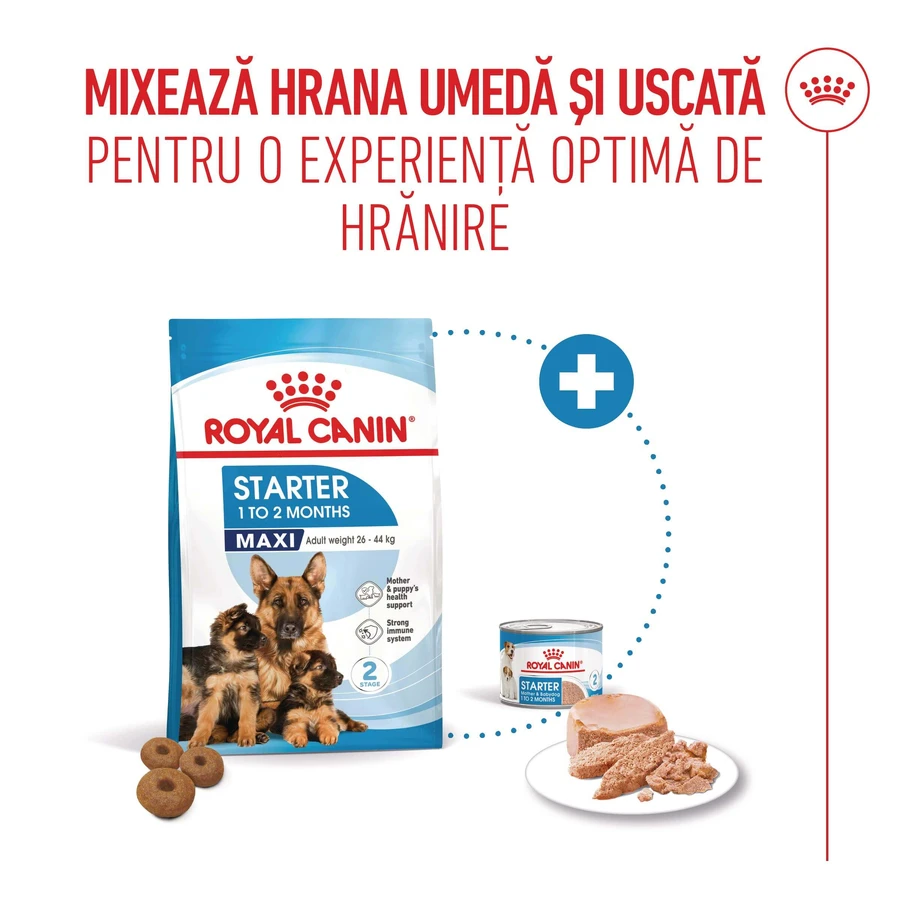 ROYAL CANIN Maxi Starter Mother & Babydog, moeder en puppy, droog hondenvoer, 4kg