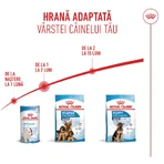 ROYAL CANIN Maxi Starter Mother & Babydog, moeder en puppy, droog hondenvoer, 4kg