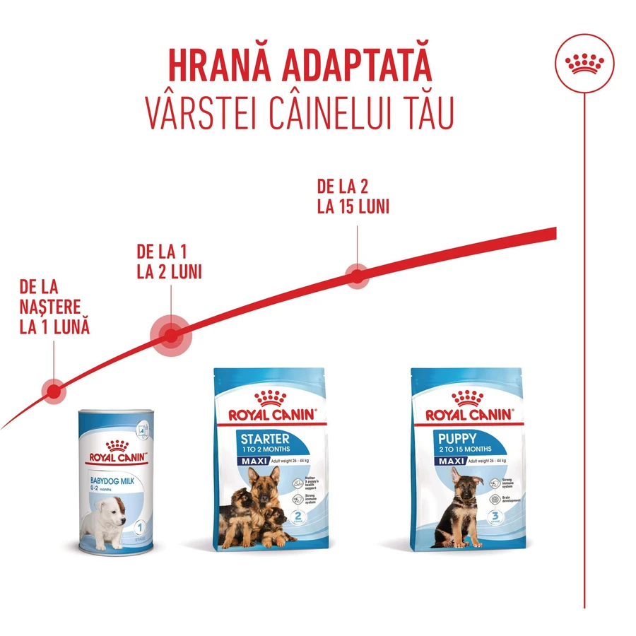 ROYAL CANIN Maxi Starter Mother & Babydog, moeder en puppy, droog hondenvoer, 4kg