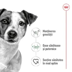 ROYAL CANIN Mini Adult nourriture humide pour chien (pâté), 195g