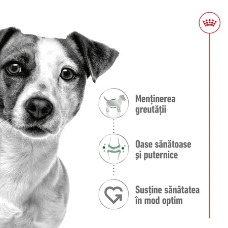 ROYAL CANIN Mini Adult nourriture humide pour chien (pâté), 195g