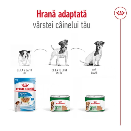 ROYAL CANIN Mini Adult nourriture humide pour chien (pâté), 195g