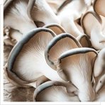 BIO Pleurotus ostreatus Oyster mushroom, powder, 100 g