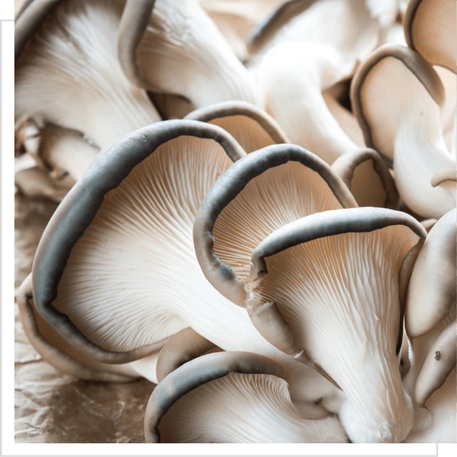 BIO Pleurotus ostreatus Oyster mushroom, powder, 100 g